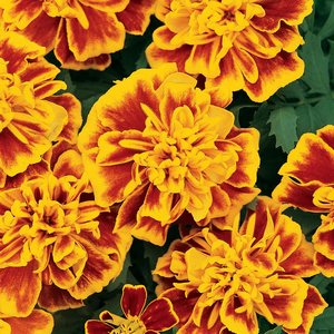 Tagetes